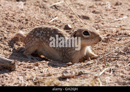 Gefleckte Grundeichhörnchen (Spermophilus Spilosoma), Arizona, USA Stockfoto