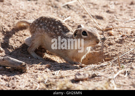 Gefleckte Grundeichhörnchen (Spermophilus Spilosoma), Arizona, USA Stockfoto