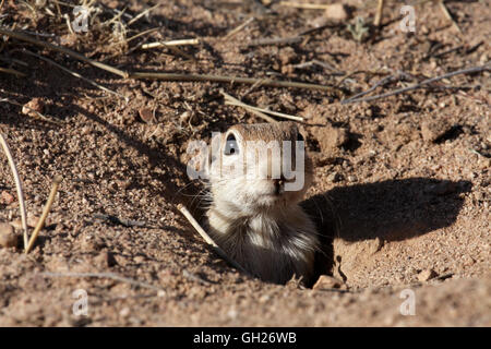 Gefleckte Grundeichhörnchen (Spermophilus Spilosoma), Arizona, USA Stockfoto