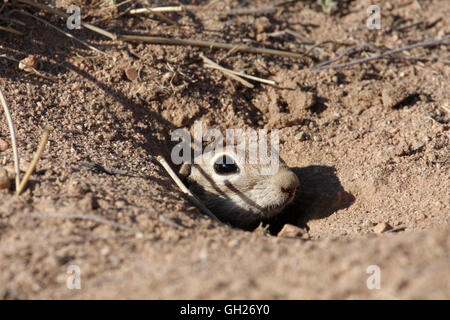 Gefleckte Grundeichhörnchen (Spermophilus Spilosoma), Arizona, USA Stockfoto