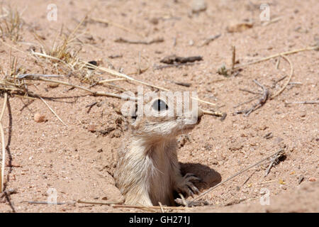 Gefleckte Grundeichhörnchen (Spermophilus Spilosoma), Arizona, USA Stockfoto