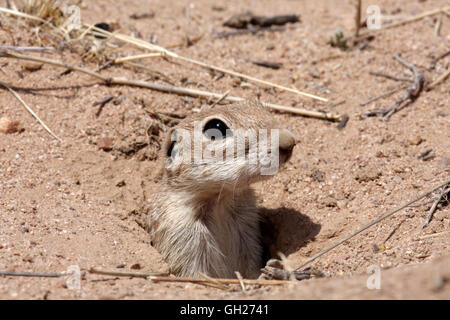 Gefleckte Grundeichhörnchen (Spermophilus Spilosoma), Arizona, USA Stockfoto