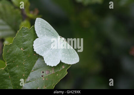 Großer Smaragd Moth, Geometra papilionaria Stockfoto
