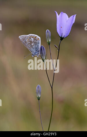 Gemeinsamen Blue Butterfly, Polyommatus Icarus, Männchen gehockt Glockenblume, Campanula rotundifolia Stockfoto