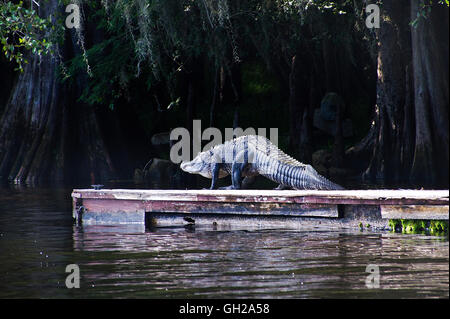 Riesige amerikanische Alligator zu Fuß aus einem Schwimmdock Suwanee Fluss in Zentral-Florida Stockfoto