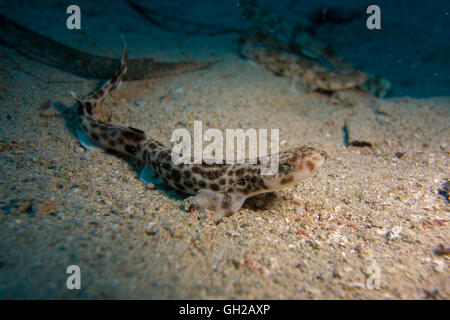 Kleinere entdeckt Seekatze Scyliorhinus Canicula, vom Mittelmeer entfernt. Dieses Bild wurde in Malta aufgenommen. Stockfoto