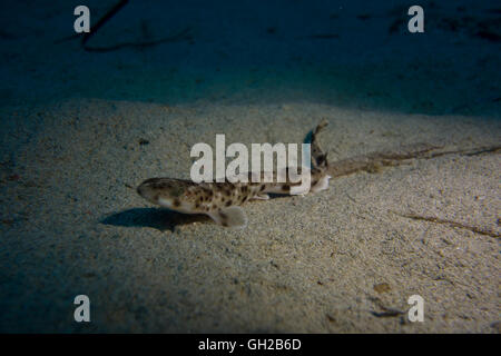 Kleinere entdeckt Seekatze Scyliorhinus Canicula, vom Mittelmeer entfernt. Dieses Bild wurde in Malta aufgenommen. Stockfoto