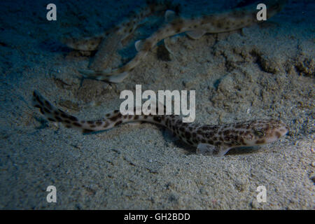 Kleinere entdeckt Seekatze Scyliorhinus Canicula, vom Mittelmeer entfernt. Dieses Bild wurde in Malta aufgenommen. Stockfoto