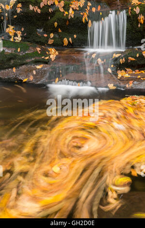 Herbst, Straße Zinken Bach und Wasserfällen entlang Schornstein Tops Trail - Great Smoky Mountains Nationalpark Tennessee USA Stockfoto