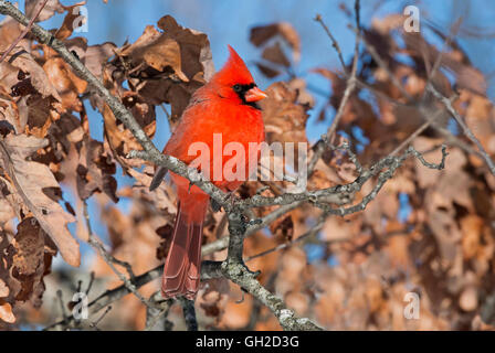 Nördlichen Kardinal Cardinalis Cardinalis männlich thront auf Eiche Baum Gliedmaßen (Quercus Sps) östlichen Nordamerika Stockfoto