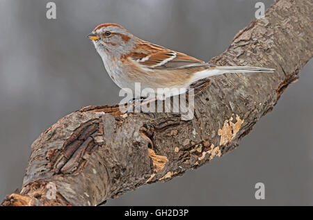 American Tree Sparrow Spizella arborea Male Eastern North America, von Skip Moody/Dembinsky Photo Assoc Stockfoto