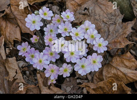 Runde-gelappt Leberblümchen (Hepatica Americana), Frühjahr, östlichen Laubwald, E USA Stockfoto