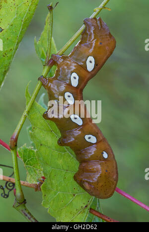 Pandorus Sphinx Motte Larve (Eumorpha Pandorus) Fütterung auf Wildrebe Blätter (Vitis-Arten), im Osten der USA Stockfoto