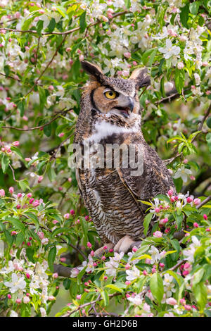 Große gehörnte Eule ( Bubo virginianus ) sitzt in blühenden Apfelbaum (Malus domestica), Nordamerika, von Skip Moody/Dembinsky Photo Assoc Stockfoto