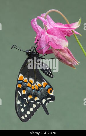 E schwarz Schwalbenschwanz Schmetterling (Papilio Polyxenes) Nectaring Garten Vielzahl von Columbine, Östliches Nordamerika Stockfoto