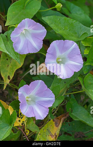Absicherung von Ackerwinde Blüte (Calystegia Sepium) im Osten der USA Stockfoto