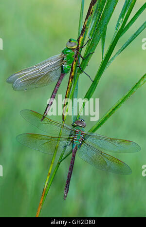 Paar der gemeinsamen Erwachsenen Green Darner Libellen (Anax junius) auf Grashalmen ruhend, Ost-USA, von Skip Moody/Dembinsky Photo Assoc Stockfoto