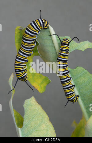 Monarch-Schmetterling Raupen Danaus Plexippus Fütterung auf gemeinsamen Seidenpflanze Asclepias Syriaca E USA Stockfoto