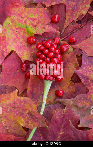 Jack-in-the-Pulpit reife Beeren auf Waldboden, Arisaema triphyllum, Autumn E USA, von Skip Moody/Dembinsky Photo Assoc Stockfoto