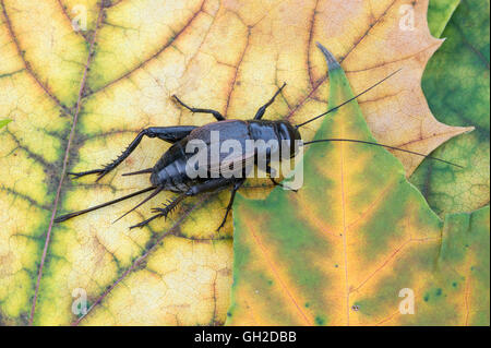 Field Cricket (Gryllus Species), Weibchen auf Ahornblatt (Acer Species), Eastern USA, von Skip Moody/Dembinsky Photo Assoc Stockfoto