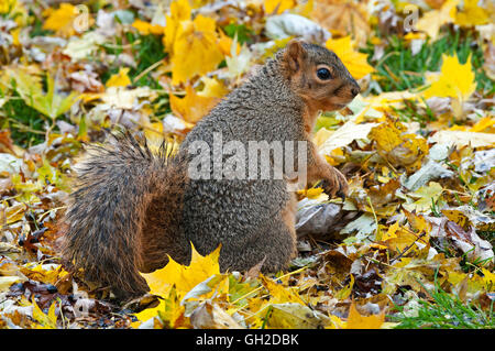 Östlichen Fuchs, Eichhörnchen (Sciurus Niger) auf Waldboden, auf der Suche nach Nahrung, Herbst, E Nordamerika Stockfoto