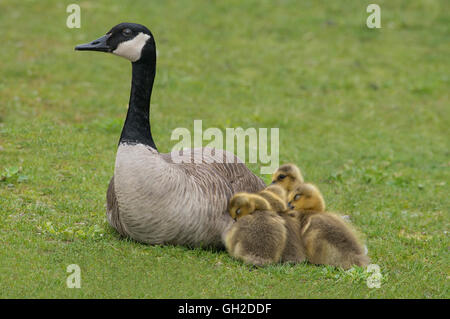 Kanadagans (Branta Canadensis) mit Gänsel, Frühling, Nordamerika Stockfoto