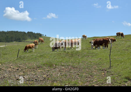 Herde von Kühen und Stieren grasen auf einer Weide auf Zlatibor Berg in Serbien Stockfoto