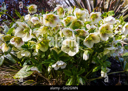 Weiße Christrose (Helleborus) blühende Pflanze in einem Garten. Stockfoto