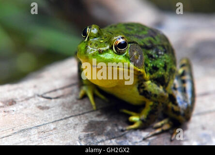 Frosch auf Log isoliert Stockfoto