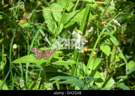 Gesprenkelte Holz Schmetterling in der Sommersonne Stockfoto