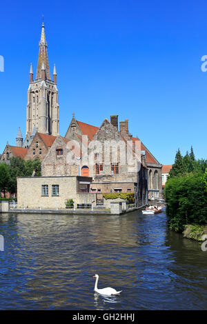 Weisser Schwan schwimmen vorbei an einer Kreuzfahrt Touristenboot in der Nähe der alten St. Johannes Hospital (11. Jahrhundert) in Brügge, Belgien Stockfoto