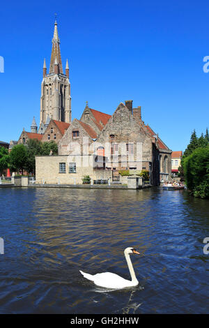 Weisser Schwan schwimmen vorbei an einer Kreuzfahrt Touristenboot in der Nähe der alten St. Johannes Hospital (11. Jahrhundert) in Brügge, Belgien Stockfoto