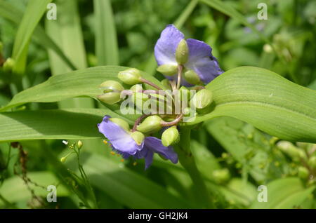 kleine, violette Blume umgeben von grünen Blättern zentriert Stockfoto