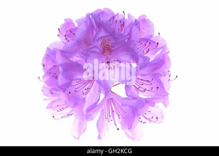 Violett Rhododendron Kopf Blume isolierten auf weißen Hintergrund Stockfoto