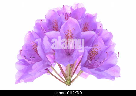 Violett Rhododendron Kopf Blume isolierten auf weißen Hintergrund Stockfoto