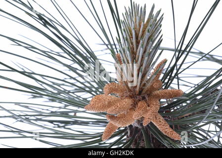 Männliche Blüten der Kiefer isoliert auf weißem Hintergrund Stockfoto