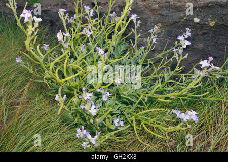 Meer-Rocket - Cakile Maritima Coastal Mitglied der Kohl-Familie Stockfoto