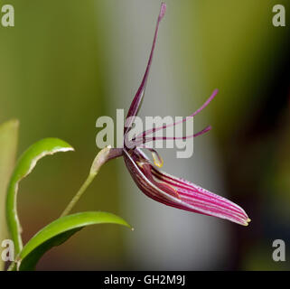 Lila Restrepia Orchidee - Restrepia Purpurea aus Kolumbien Stockfoto