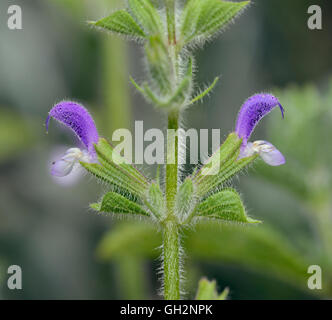 Jährliche Clary oder Red-Topped Salbei - Salvia Viridis mediterrane wilde Blume Stockfoto