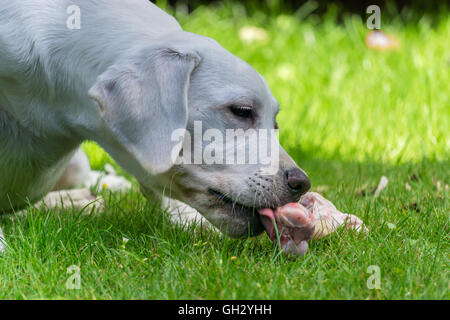 Labrador Retriever Welpen Essen im Garten einen Knochen mit Fleisch drauf Stockfoto