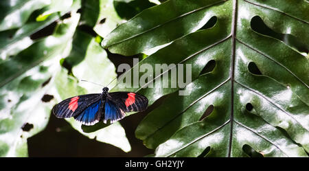 Ein Postbote Schmetterling ruht auf einem glänzenden grünen Blatt. Stockfoto