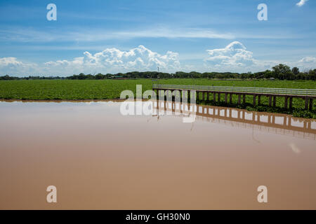 In Thailand gibt es ein Damm auf dem Wasser gibt es viele schwimmende Wasserpflanzen Stockfoto