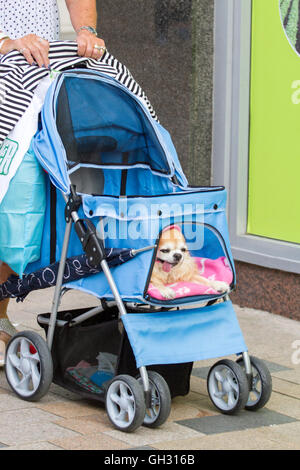Chihuahua in rosa wird in einen Kinderwagen, Blackpool, Lancashire, UK Rädern gekleidet Stockfoto
