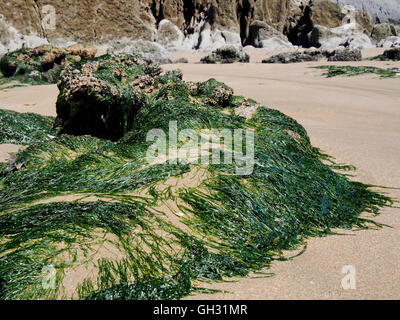 Strand unterhalb große Tor Punkt in der Nähe von drei Cliff Bay, Gower bei niedrigem Wasserstand auf einer Springflut mit Algen bedeckt Felsen. Stockfoto