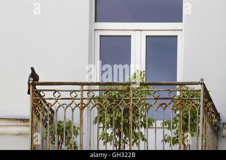 Taube Vogel sitzt auf dem alten Balkon. Stockfoto