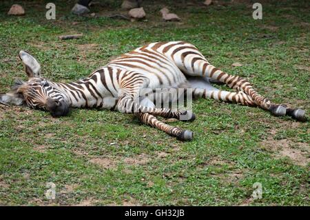 Baby Zebra im Gras Stockfoto