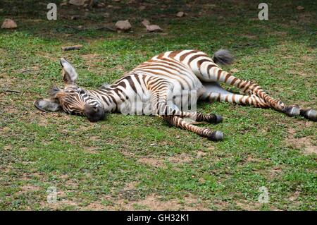 Baby Zebra im Gras Stockfoto