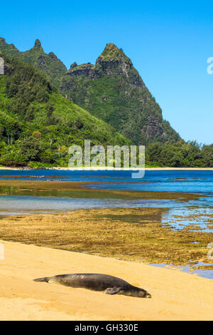 Hawaiianische Mönchsrobbe im Tunnel Beach auf Kauai mit Mt. Makana genannt Bali Hai in Ferne Stockfoto