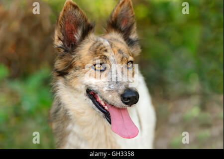 Hund im Freien ist eine schöne Collie in der Natur gerne draußen mit seiner Zunge hing aus seinem Mund. Stockfoto