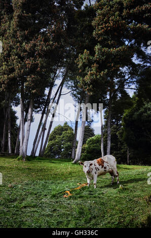 BOYACA, Kolumbien - 23. Januar 2014: Eine Kuh eatin in Boyaca Field in Kolumbien. Stockfoto